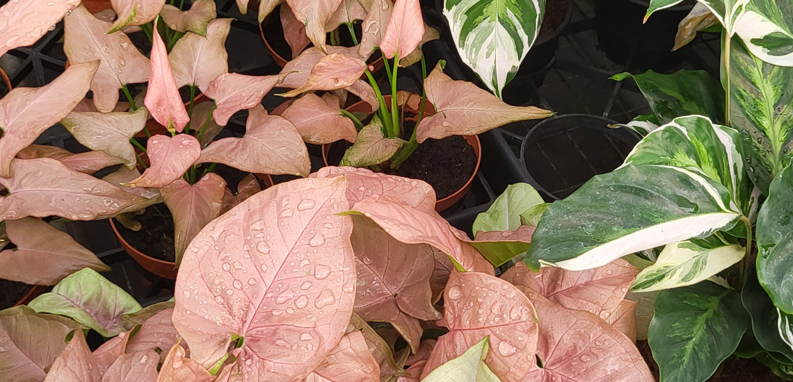 Why Gen Z Bought Houseplants During Pandemic