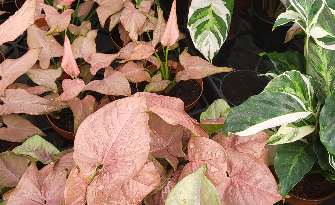 Why Gen Z Bought Houseplants During Pandemic