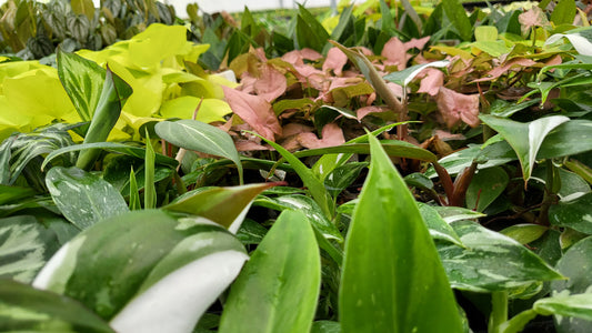 Embrace the Magic of Our Baby Plants: A Green Journey of Growth and Delight