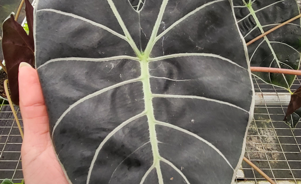 Dragon Inspired Plants