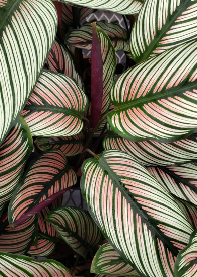 How do you plant indoor plants?