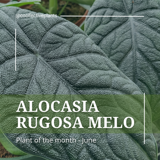 Alocasia Rugosa Melo - June's Plant of the Month