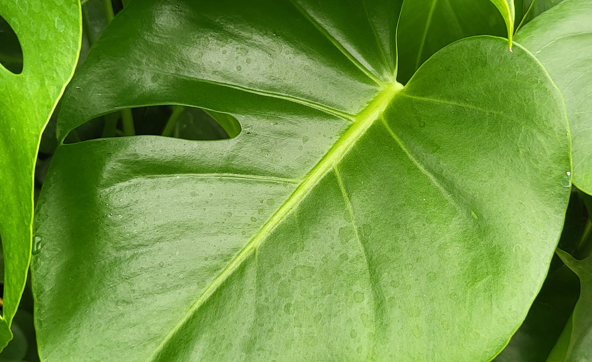 Indoor plants have been popular for centuries, but the current trend towards greenery in the home has never been stronger. In 2023, there are some exciting indoor plant trends on the horizon that will bring a touch of nature indoors.