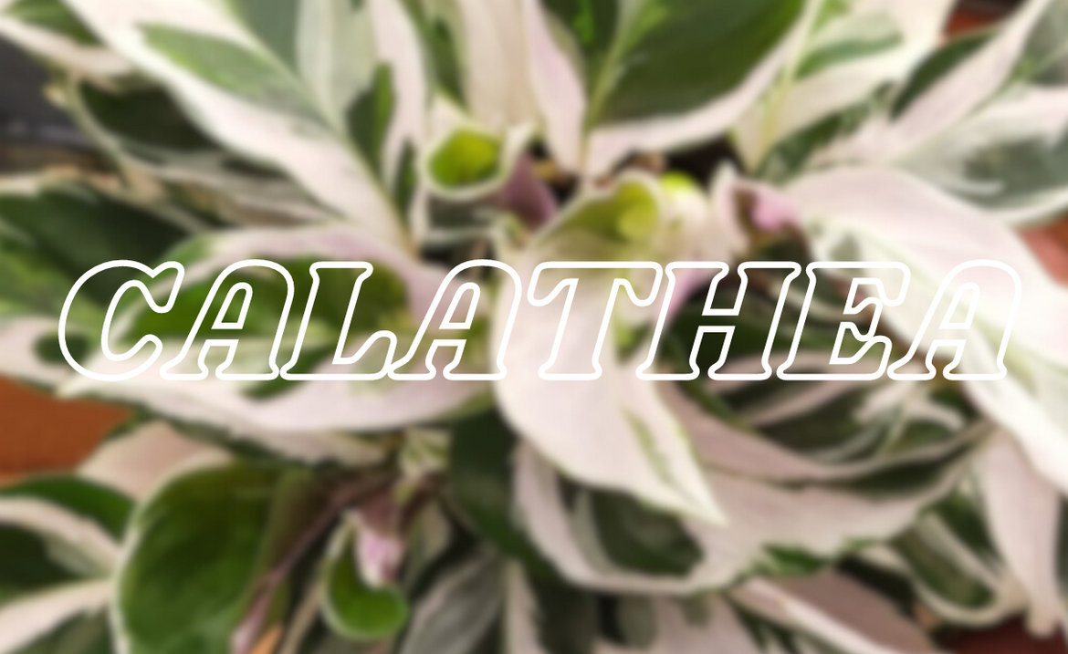 The World of Calathea Plants: Care Tips and Collection Showcase