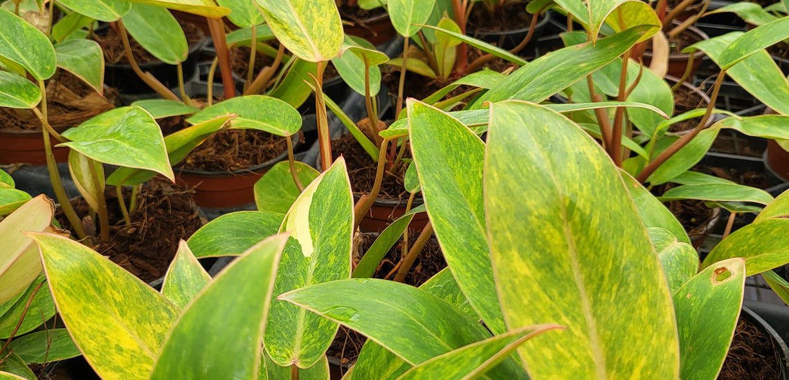 What are the best indoor plants?