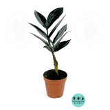 Zamioculcas Black ZZ