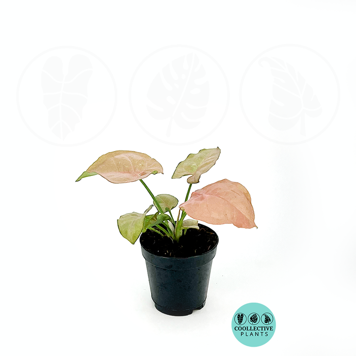 Syngonium Neon Pink 2 Inch