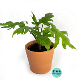 Alocasia Brancifolia (Pink Passion)
