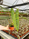 Philodendron Billietiae Croat