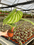 Philodendron Pastazanum Silver
