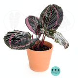 Calathea Rosceapicta Jessey Princess