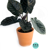 Alocasia Infernalis (Black Panther) *** RARE PLANT***