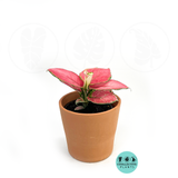Aglaonema Chinese Evergreen "Geely Red"