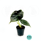 Alocasia Azlanii (Red Mambo)