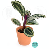 Calathea Shine Star