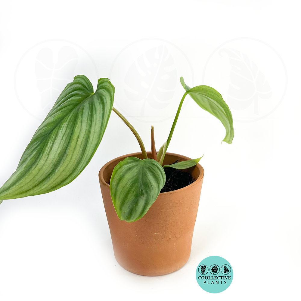 Philodendron Pastazanum Silver – Coollective Plants