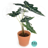 Alocasia Sanderiana 'Nobilis'