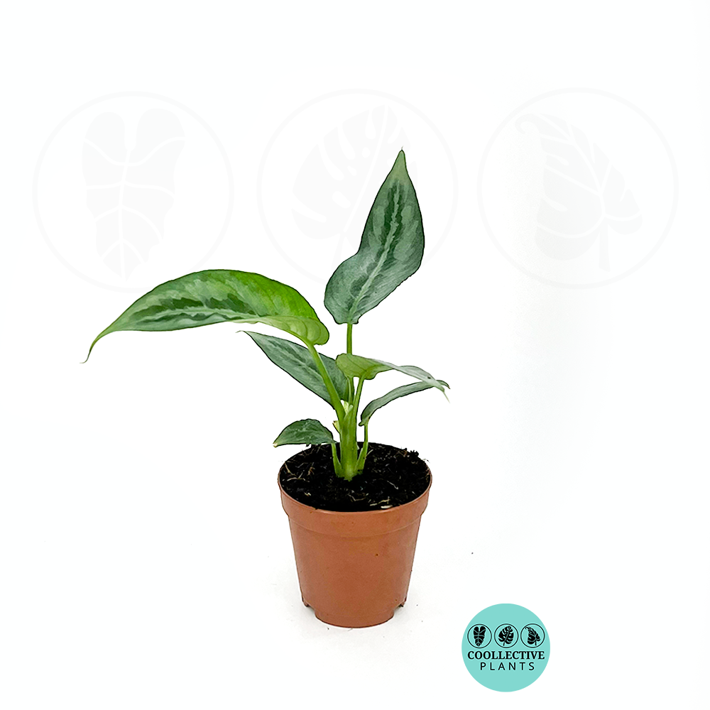 Achismatoglottis Silver Indukan