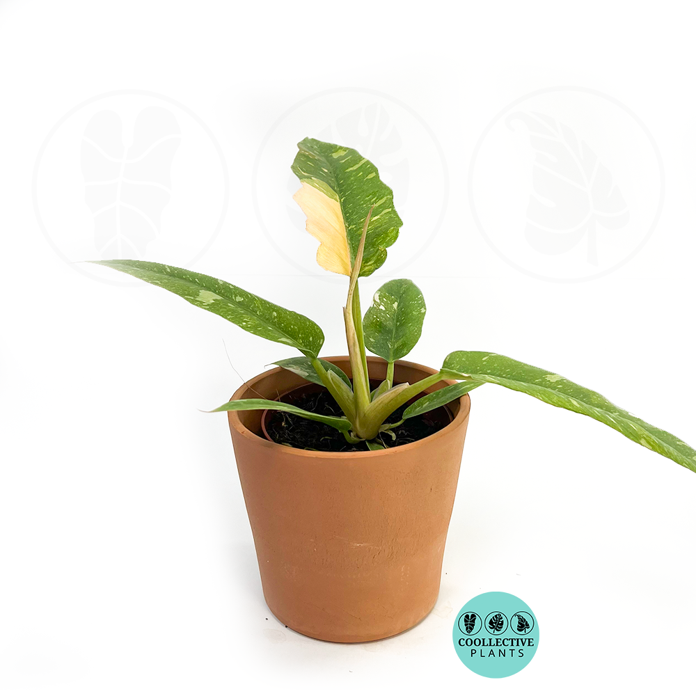 ring of fire philodendron mature Philodendron Ring Of Fire – Coollective Plants