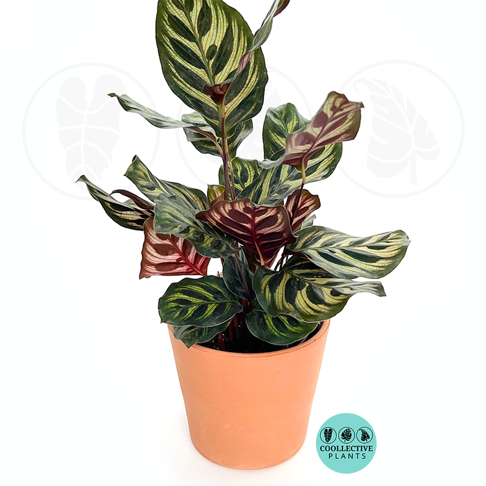 Calathea Makayona
