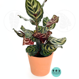 Calathea Makayona