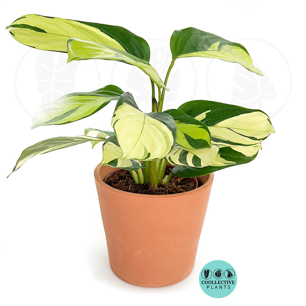calathea pilosa prayer plant Calathea Pilosa