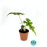 Alocasia Jacklyn "Rare Plant"