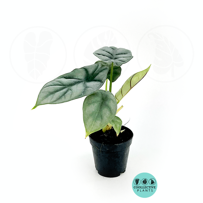 Alocasia Silver Dragon
