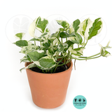 Pothos N joy "Pearl and Jade"