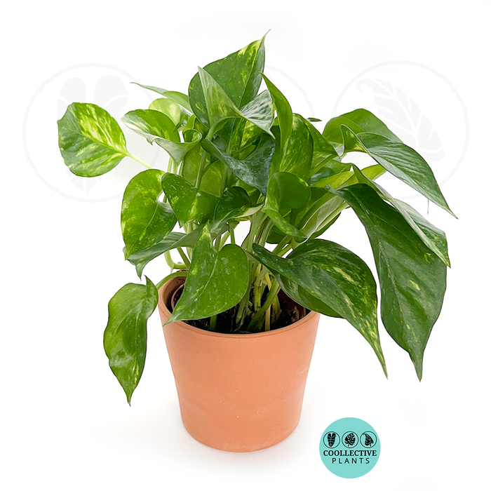 Golden Pothos