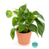 Golden Pothos