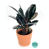 Ficus Burgundy