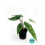 Alocasia Heterophylla (Dragons Breath)
