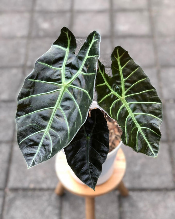 2" Alocasia Suhirmaniana - Rare Plant -