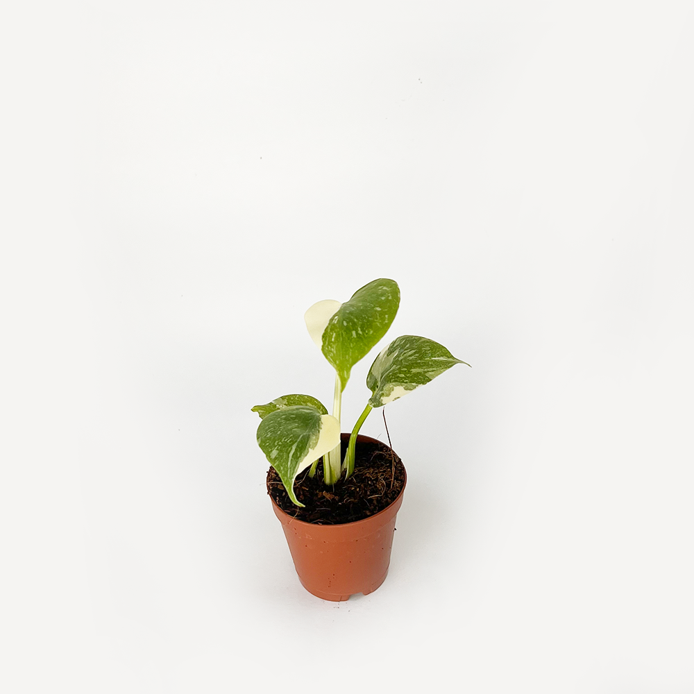 Monstera Thai Constellation