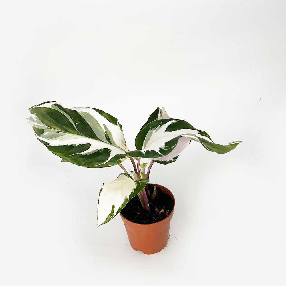 Calathea Stella – Rare Variegated Prayer Plant | White & Green Tropical Houseplant