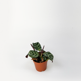 Calathea Burle Marx