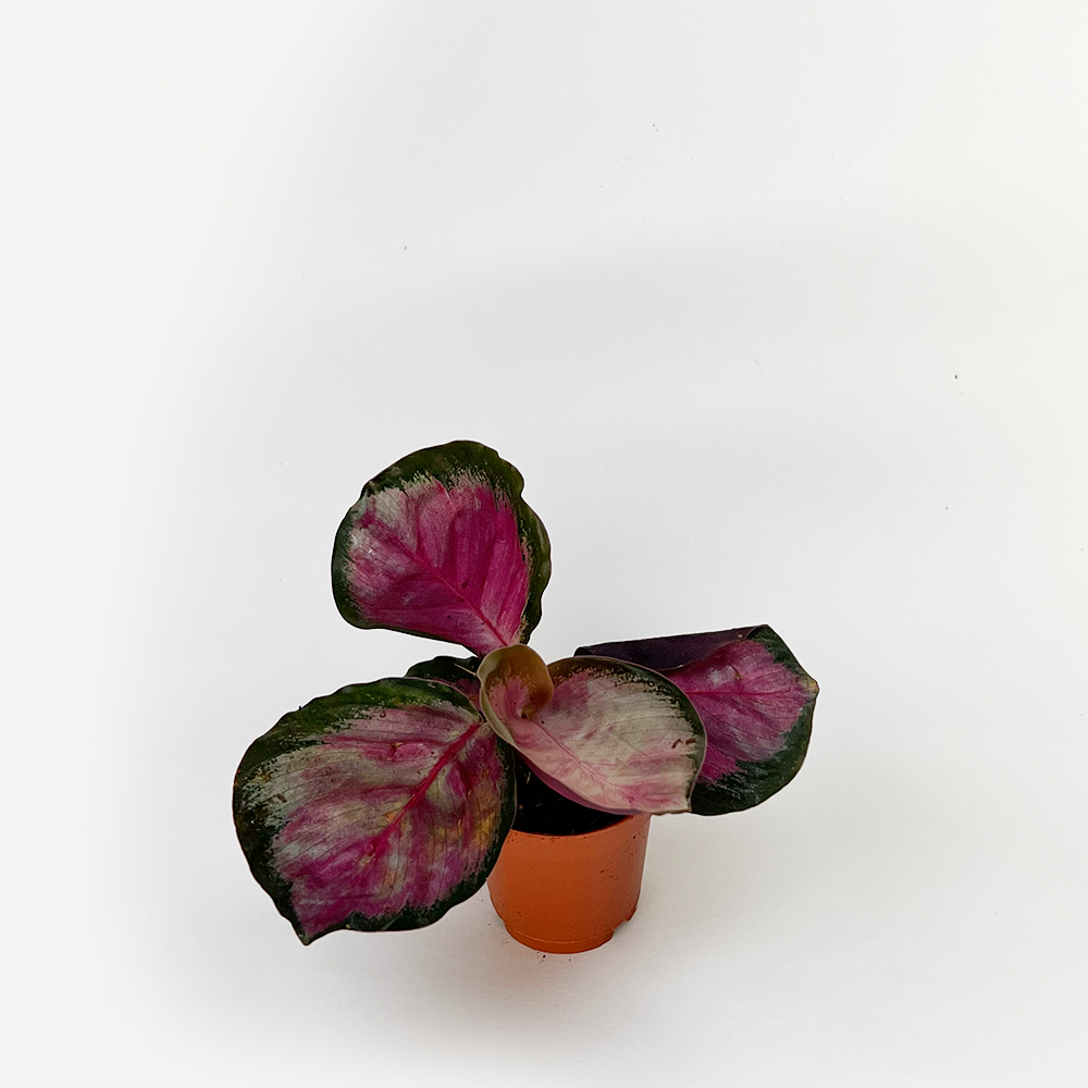 Calathea Roseopicta Rosy 4 Inch Pink Prayer Plant