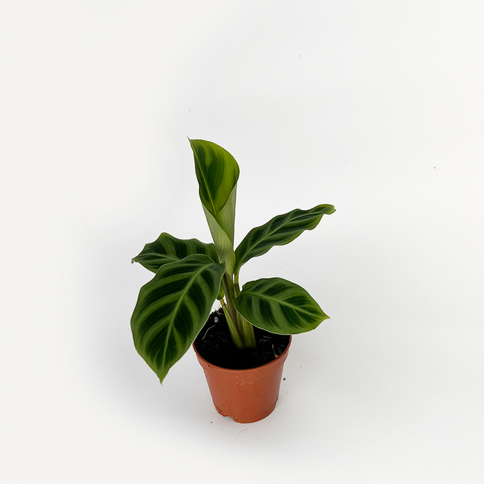 Calathea Zebrina
