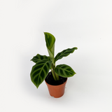 Calathea Zebrina