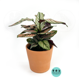 Calathea White star