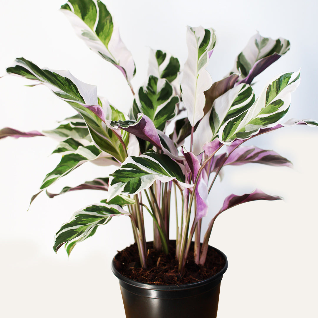 Calathea White Fusion 2–4” Plant – Rare Variegated Prayer Plant | Marbled White Indoor Tropical Houseplant