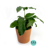 Calathea Network (Musaica)