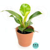 Philodendron Moonlight