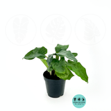 Calathea Network (Musaica)