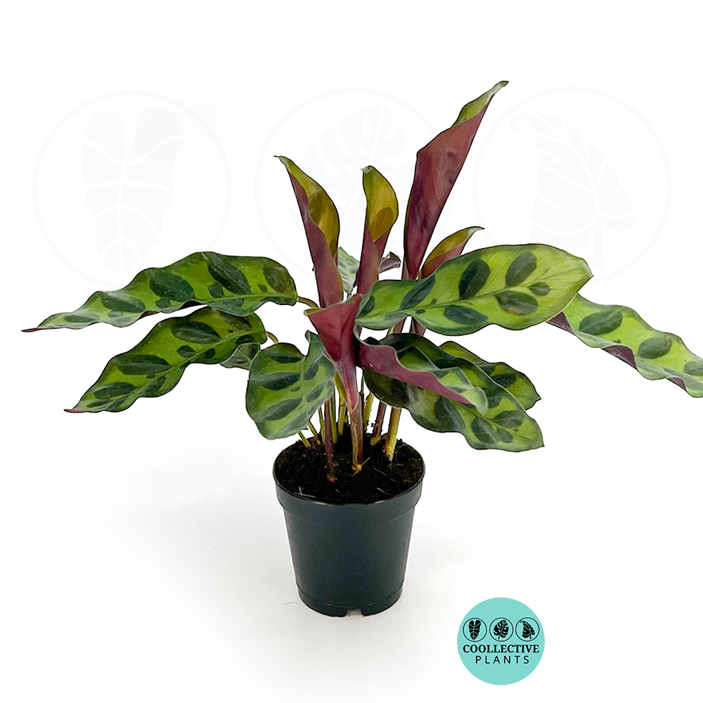 Calathea Lancifolia Rattlesnake Plant | Live Tropical Prayer Plant in 4" or 6" Pot | Pet-Friendly Indoor Houseplant