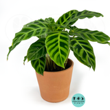 Calathea Zebrina