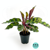 Calathea Lancifolia (Rattlesnake)