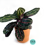 Calathea Rosceapicta Ilustris