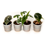 Alocasia Collection (4PK) Essential Houseplant  Live Plants Indoor Plants Live in 2 inch Pots, Easy House Plants Indoors Live, Alocasia Pink Dragon, Mickey Mouse, Jacklyn & Watsoniana